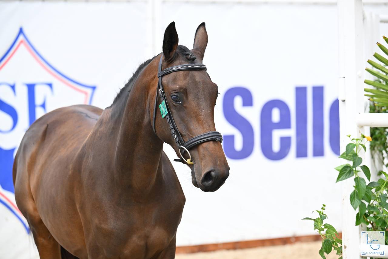 Cavalla Sella Francese In vendita 2023 Baio