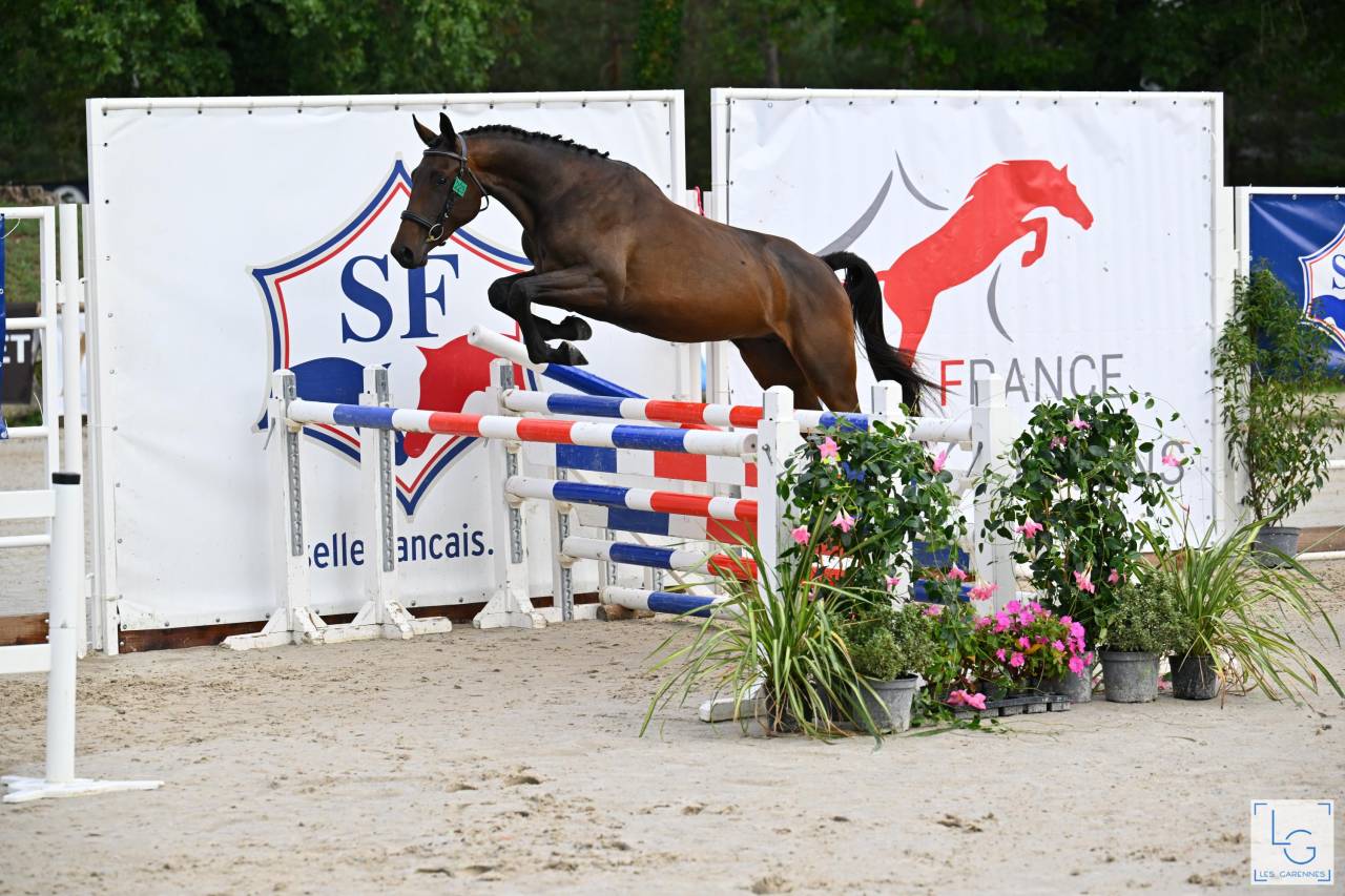 Cavalla Sella Francese In vendita 2023 Baio