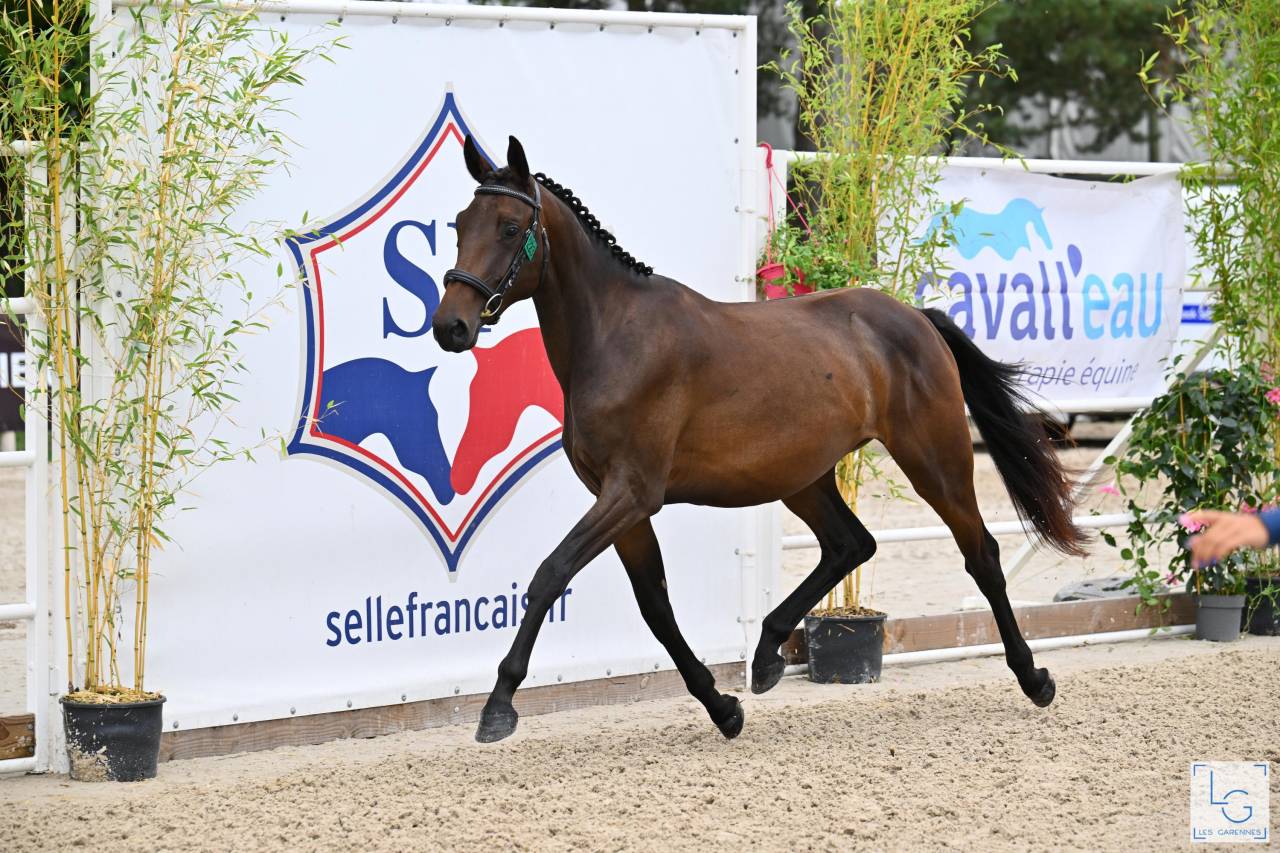 Cavalla Sella Francese In vendita 2023 Baio