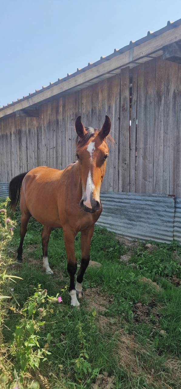 Cavalla Sella Francese In vendita 2023 Baio