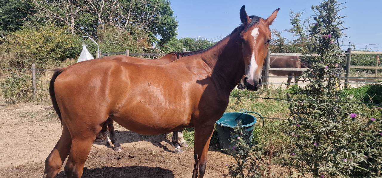 Cavalla Sella Francese In vendita 2023 Baio