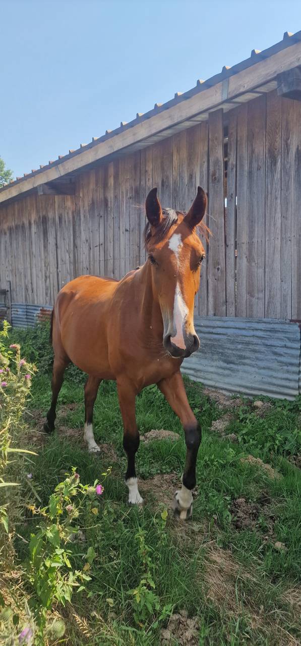 Cavalla Sella Francese In vendita 2023 Baio