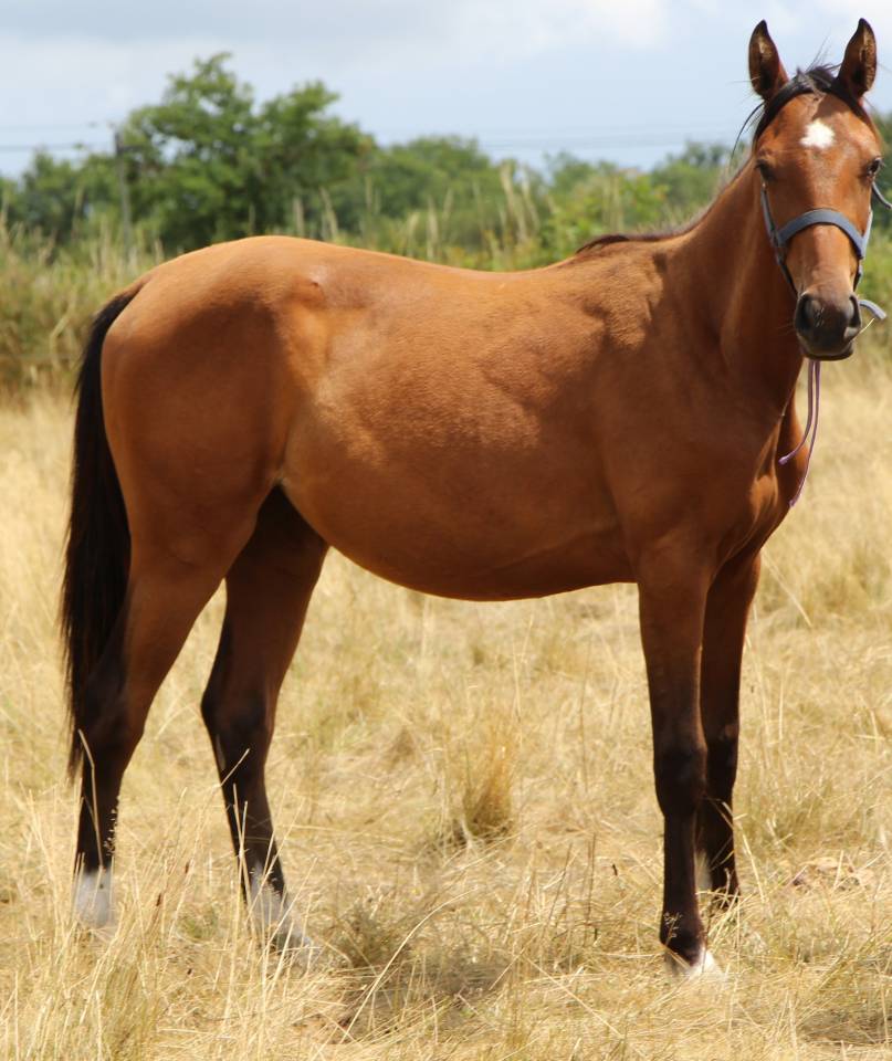 Cavalla Sella Francese In vendita 2024 Baio ,  CONTROE