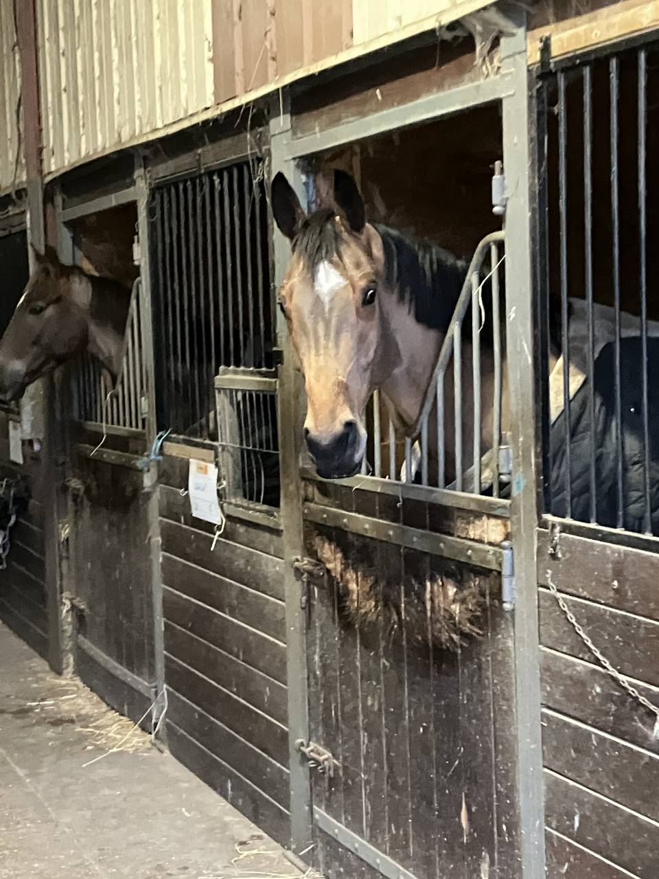 Castrone Sella Francese In vendita 2022 Baio ,  Number One d Iso