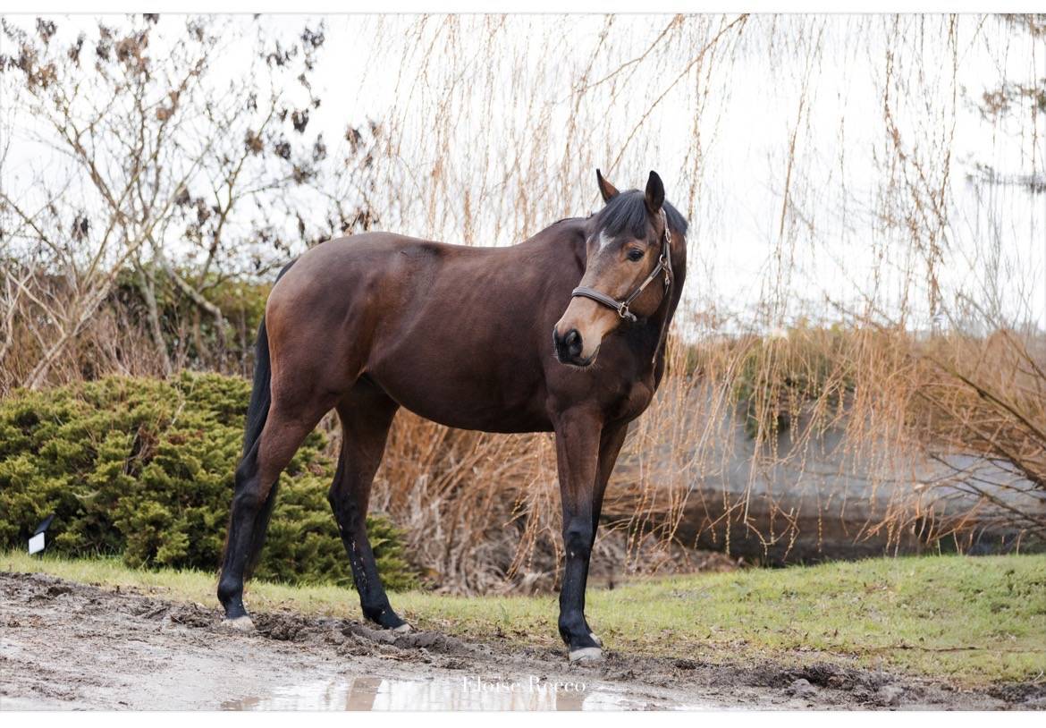 Castrone Purosangue In vendita 2020 Baio