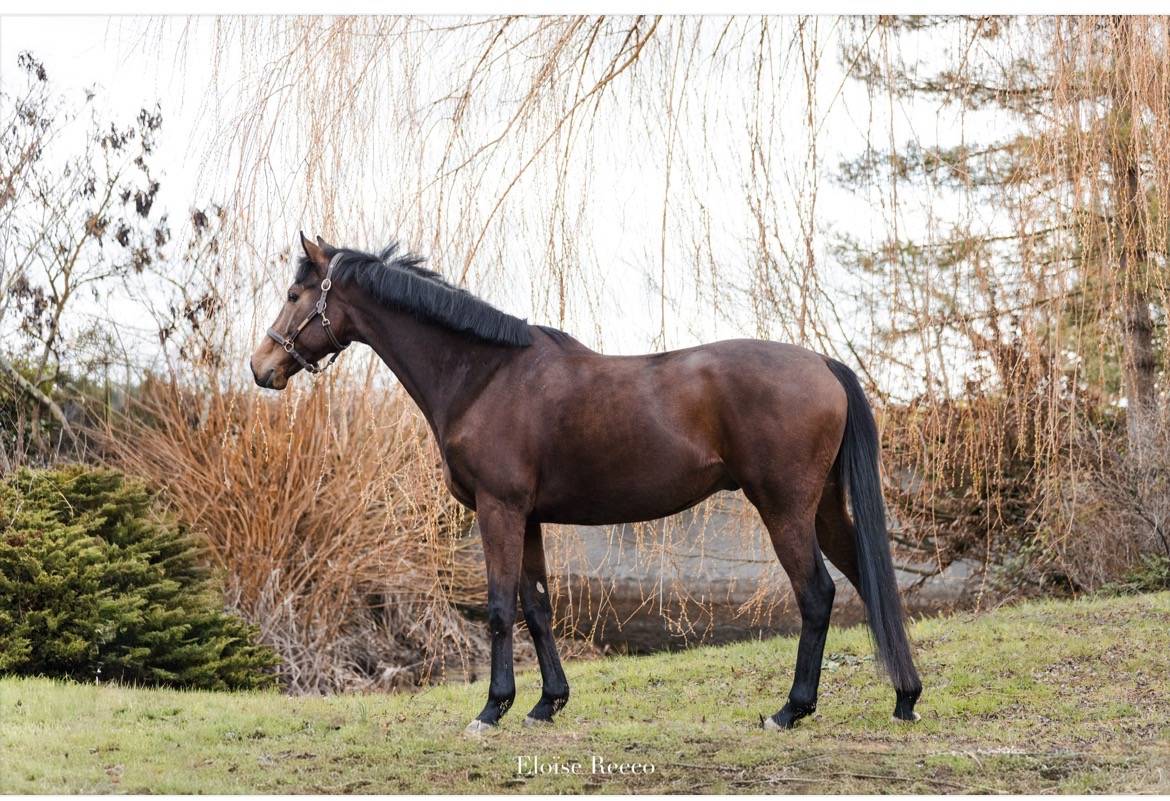 Castrone Purosangue In vendita 2020 Baio