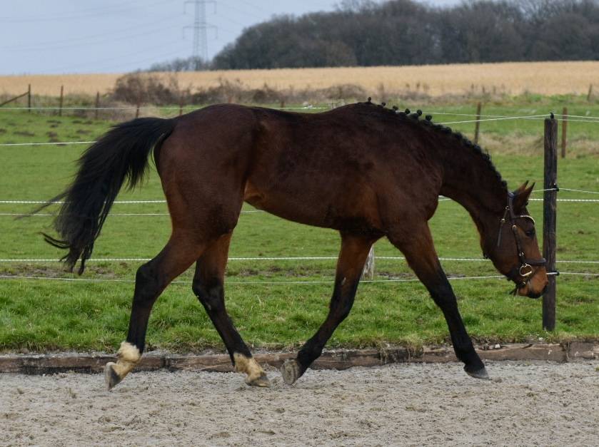 Stallone BWP Cavallo da Sangue Belgio In vendita 2023 Baio