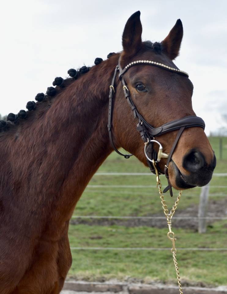 Stallone BWP Cavallo da Sangue Belgio In vendita 2023 Baio