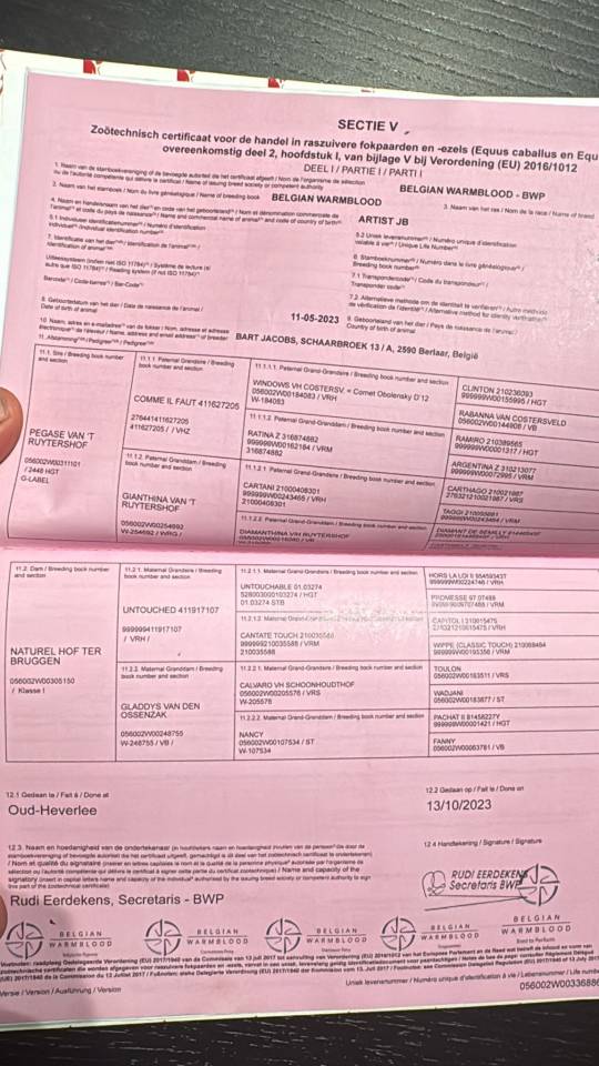 Stallone BWP Cavallo da Sangue Belgio In vendita 2023 Baio