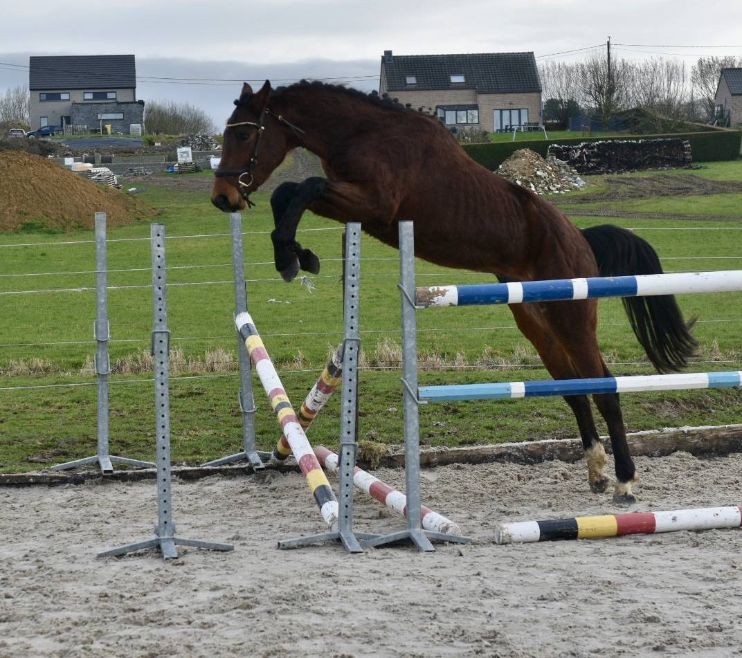 Stallone BWP Cavallo da Sangue Belgio In vendita 2023 Baio