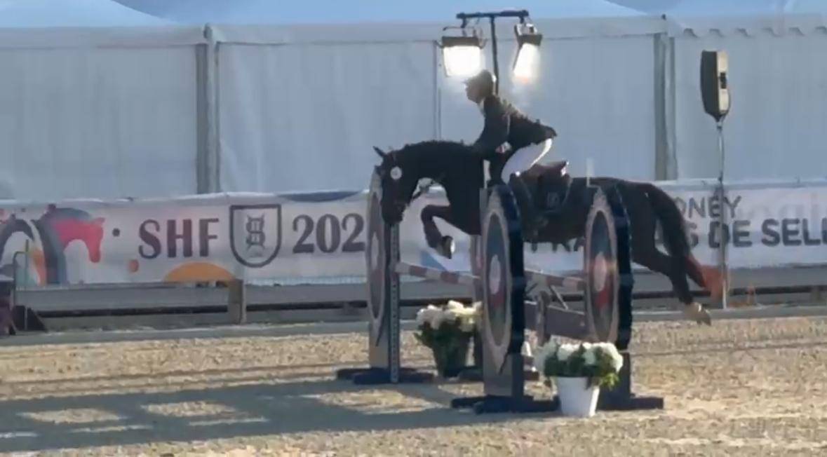 Cavalla Origine non conosciuta  In vendita 2020 Nero