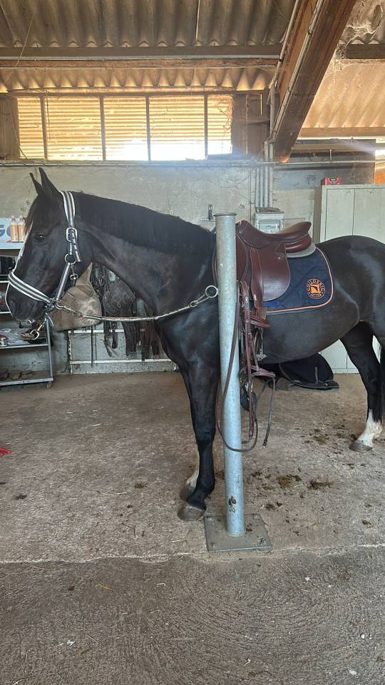 Cavalla Origine non conosciuta  In vendita 2020 Nero