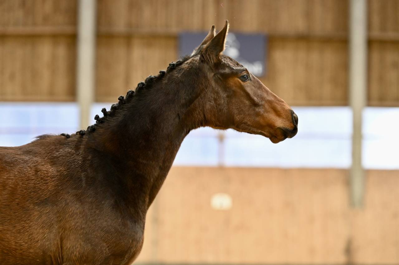 Cavalla Zangersheide In vendita 2025 Baio ,  I&rsquo;m special de Muze