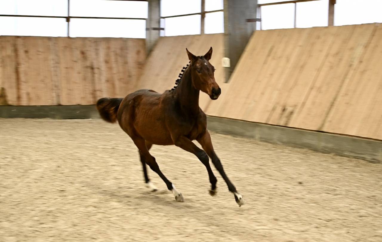 Cavalla Zangersheide In vendita 2025 Baio ,  I&rsquo;m special de Muze