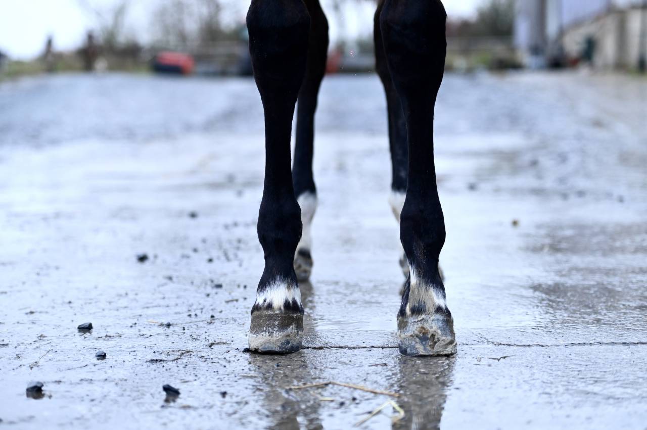 Cavalla Zangersheide In vendita 2025 Baio ,  I&rsquo;m special de Muze