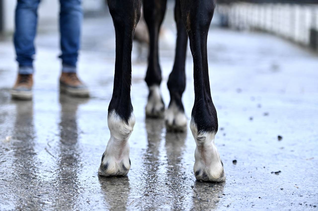 Cavalla Zangersheide In vendita 2025 Baio ,  I&rsquo;m special de Muze