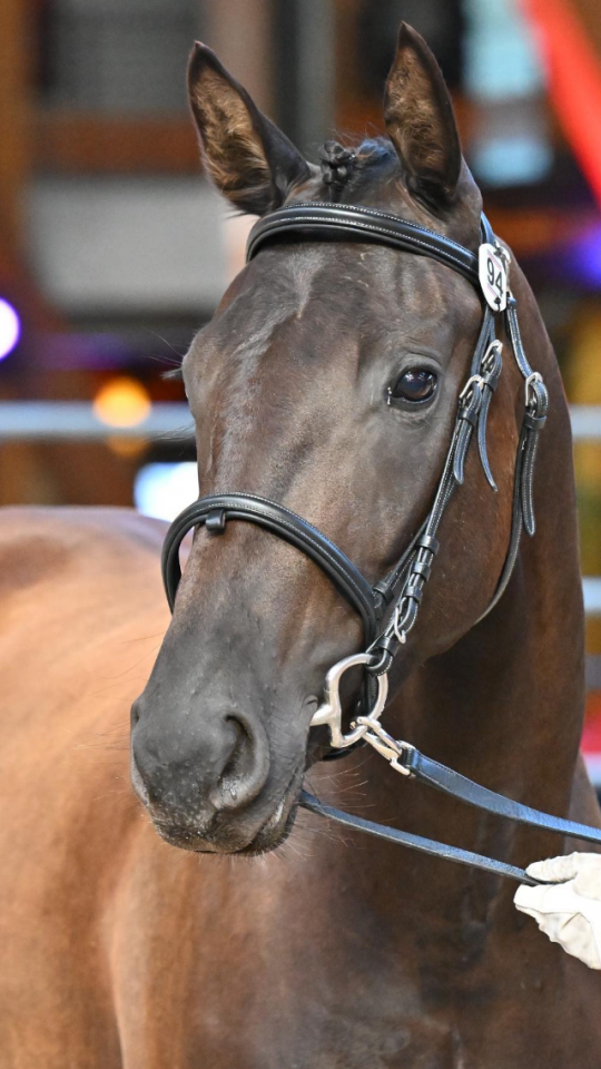 Puledra Sella Francese In vendita 2022 Nero ,  SO UNIQUE