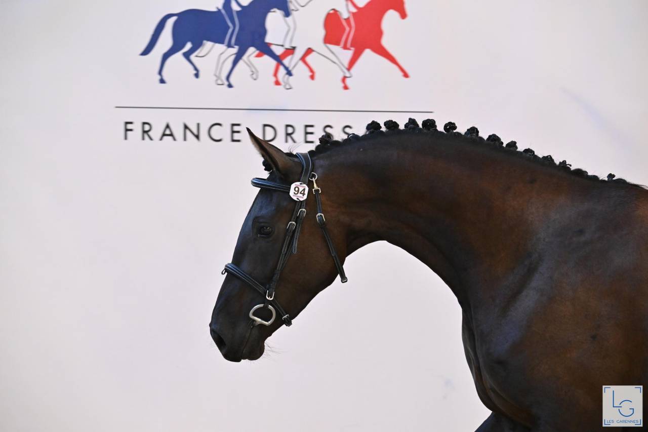 Puledra Sella Francese In vendita 2022 Nero ,  SO UNIQUE