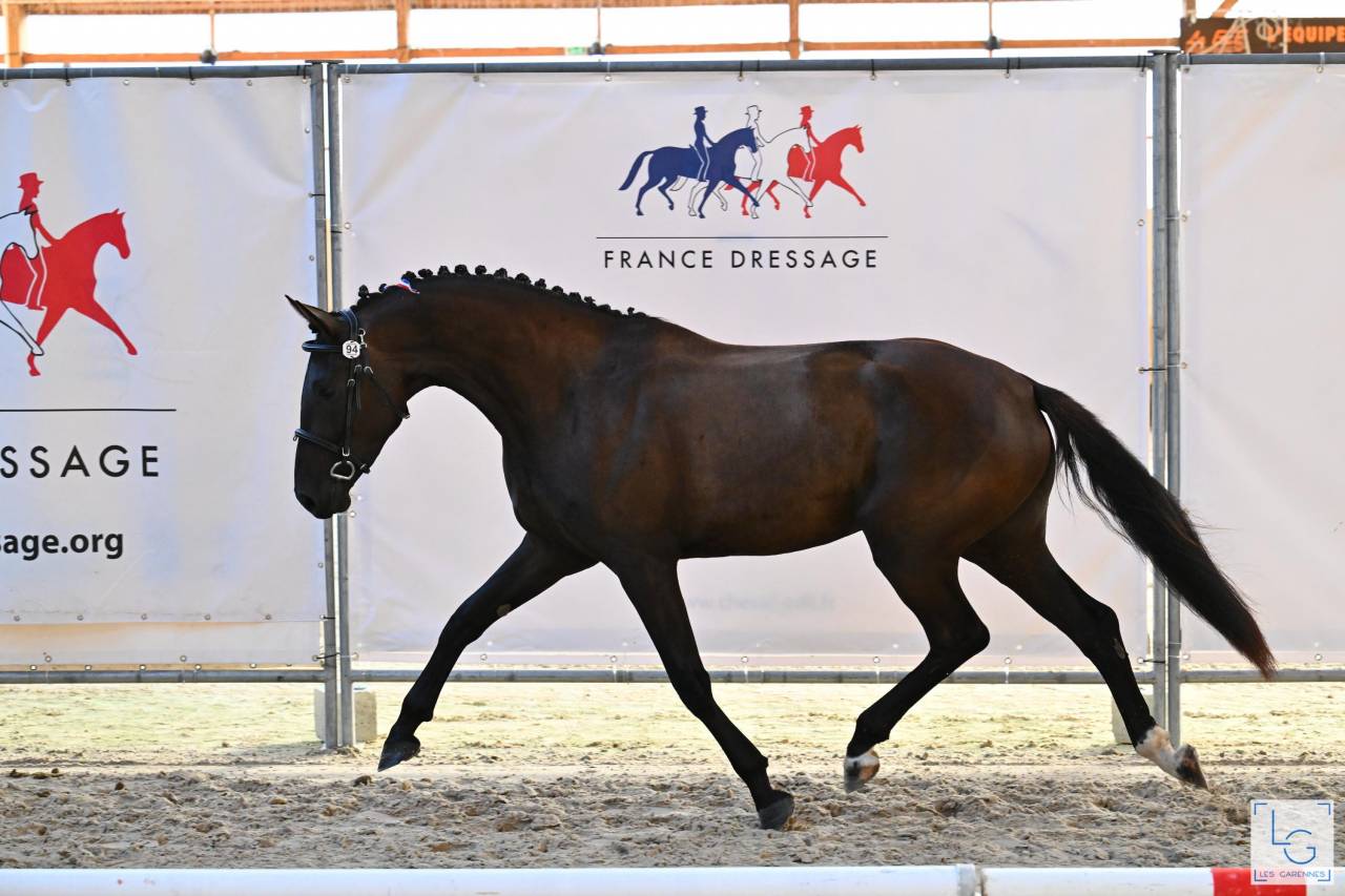 Puledra Sella Francese In vendita 2022 Nero ,  SO UNIQUE