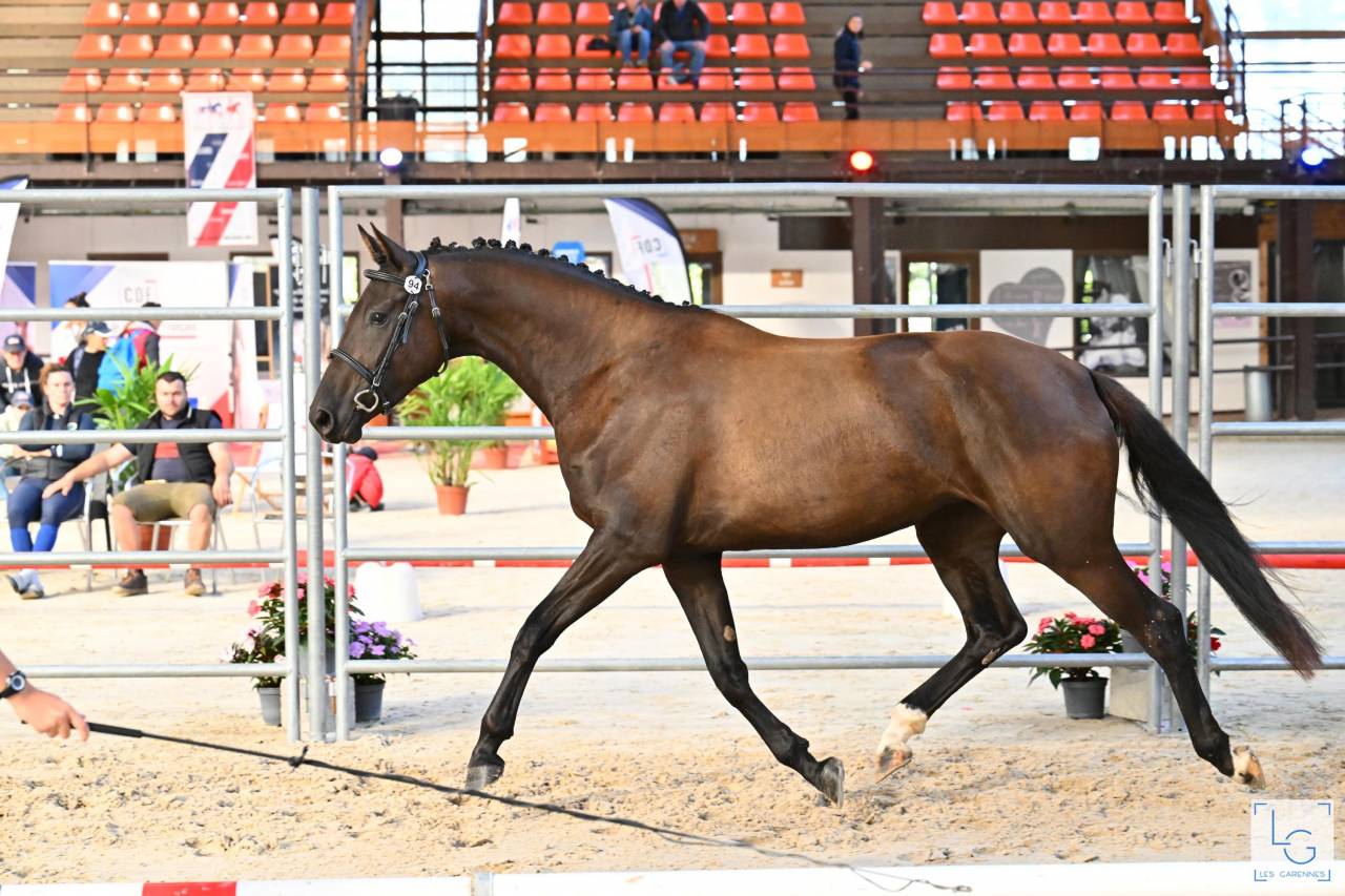 Puledra Sella Francese In vendita 2022 Nero ,  SO UNIQUE