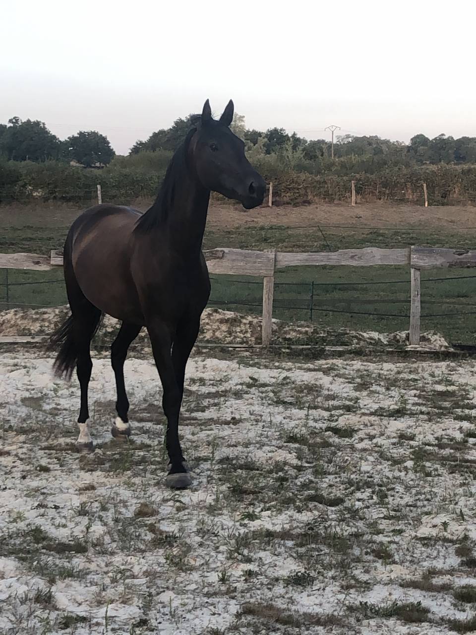 Puledra Sella Francese In vendita 2022 Nero ,  SO UNIQUE