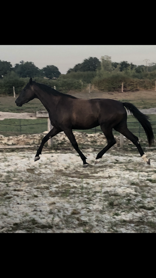 Puledra Sella Francese In vendita 2022 Nero ,  SO UNIQUE
