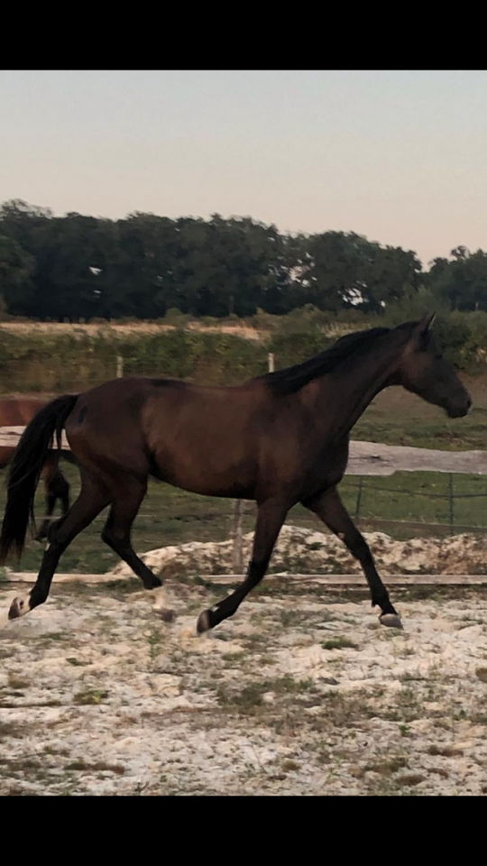 Puledra Sella Francese In vendita 2022 Nero ,  SO UNIQUE