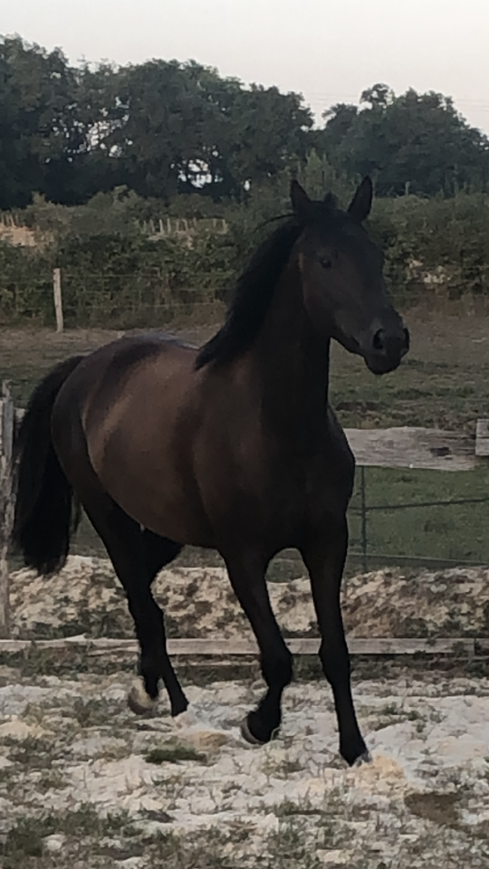 Puledra Sella Francese In vendita 2022 Nero ,  SO UNIQUE