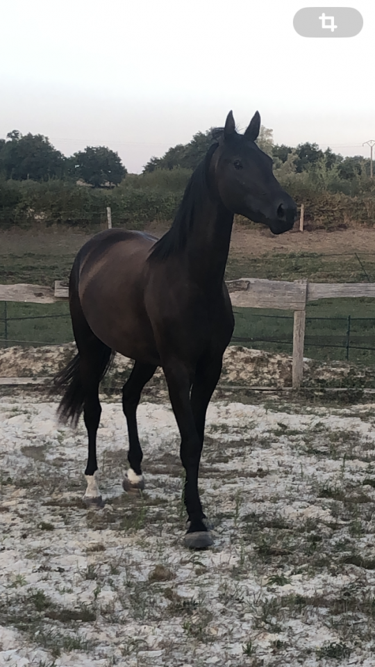 Puledra Sella Francese In vendita 2022 Nero ,  SO UNIQUE