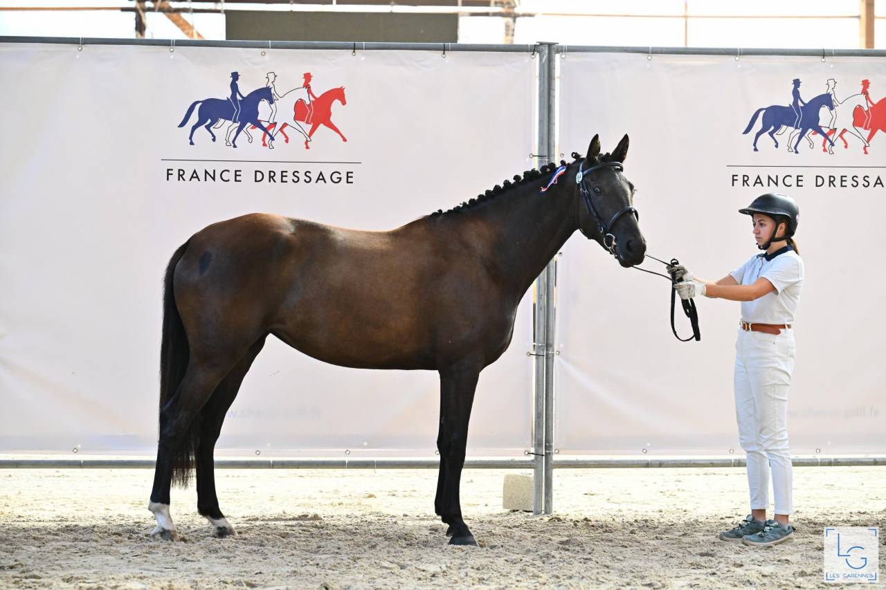 Puledra Sella Francese In vendita 2022 Nero ,  SO UNIQUE