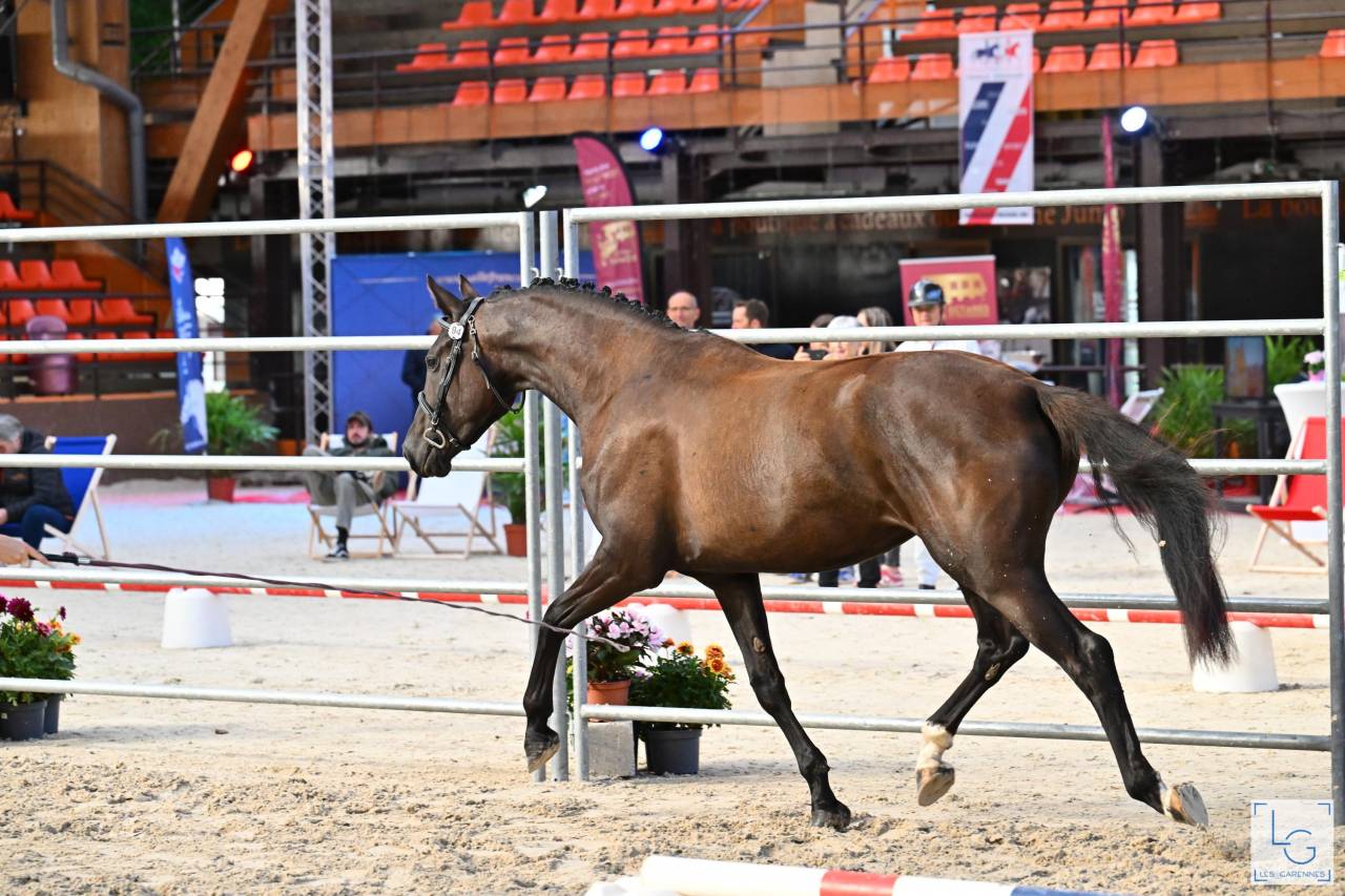 Puledra Sella Francese In vendita 2022 Nero ,  SO UNIQUE