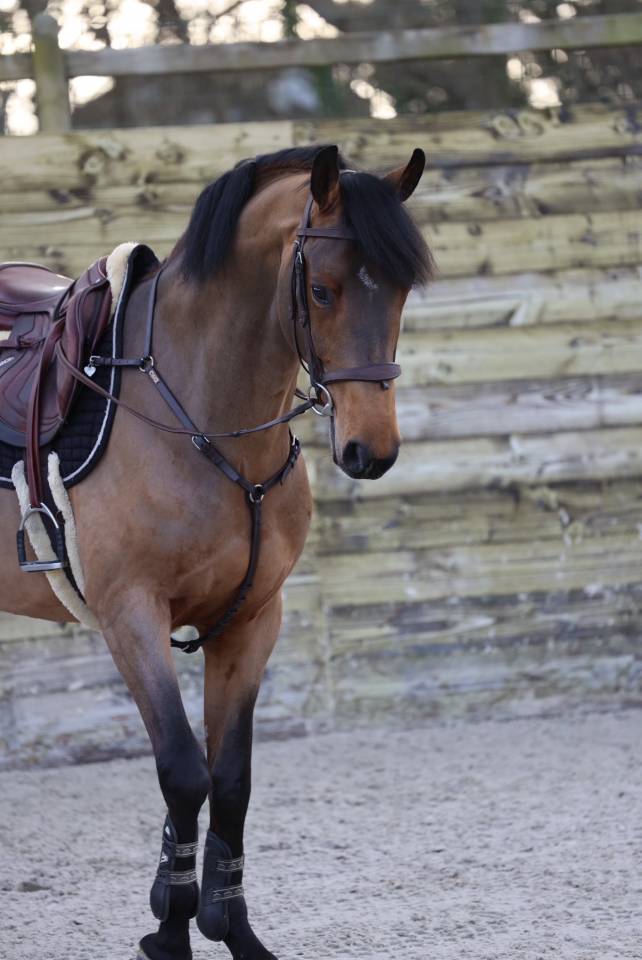 Castrone Zangersheide In vendita 2021 Baio ,  COSTELLO