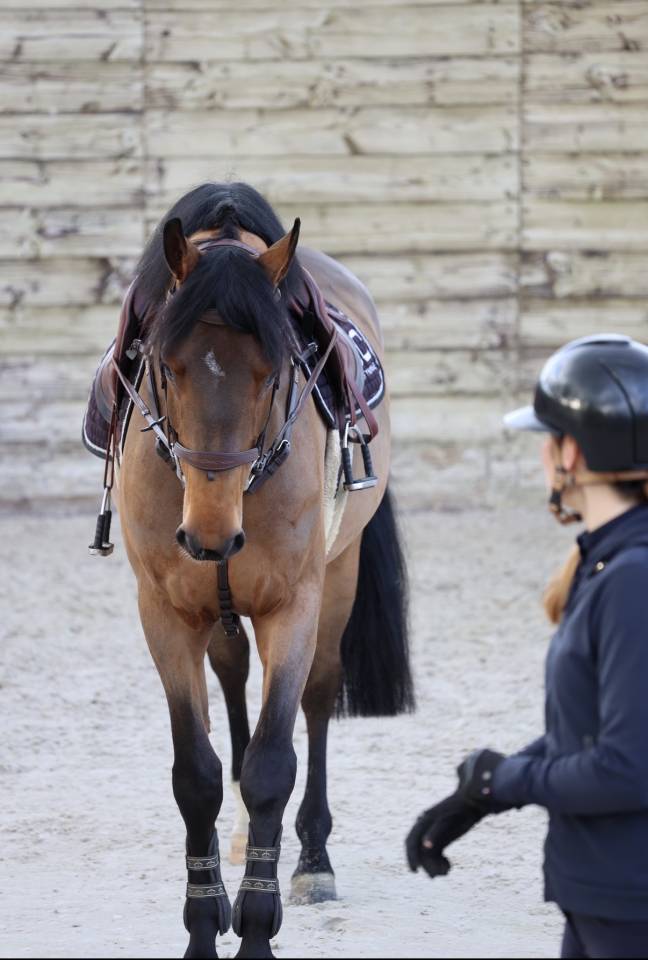 Castrone Zangersheide In vendita 2021 Baio ,  COSTELLO