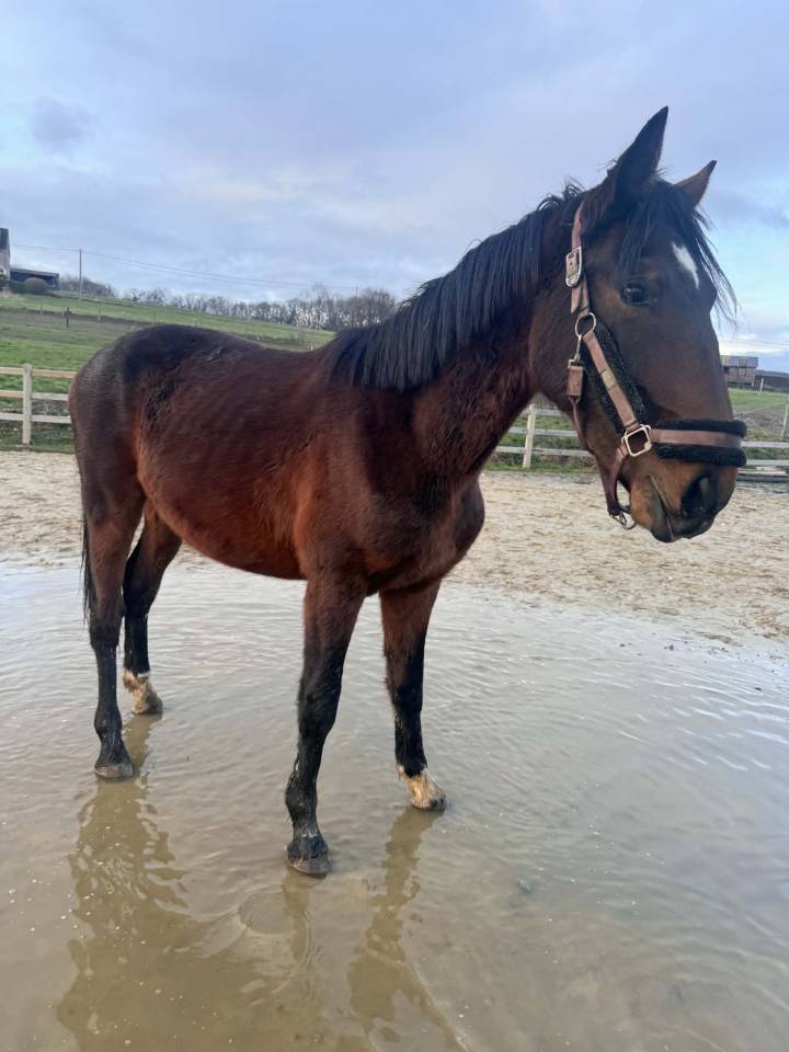 Intero KWPN Cavallo da Sport Neerlandese In vendita 2024 Baio scuro ,  Lanto Hbc