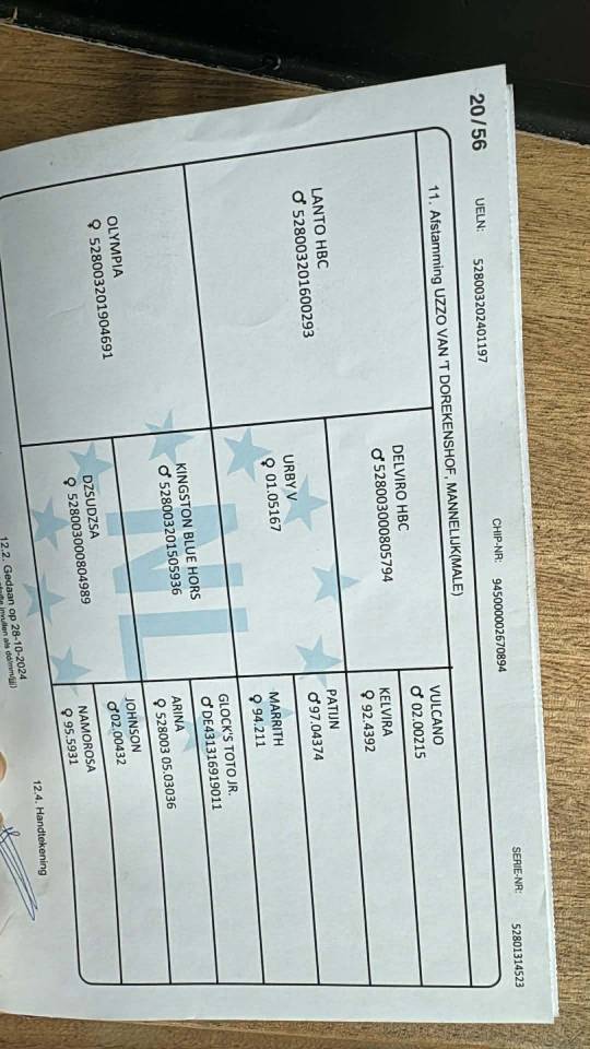 Intero KWPN Cavallo da Sport Neerlandese In vendita 2024 Baio scuro ,  Lanto Hbc