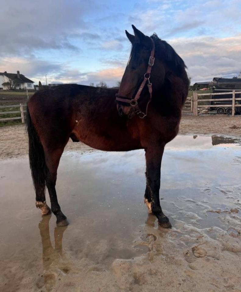 Intero KWPN Cavallo da Sport Neerlandese In vendita 2024 Baio scuro ,  Lanto Hbc