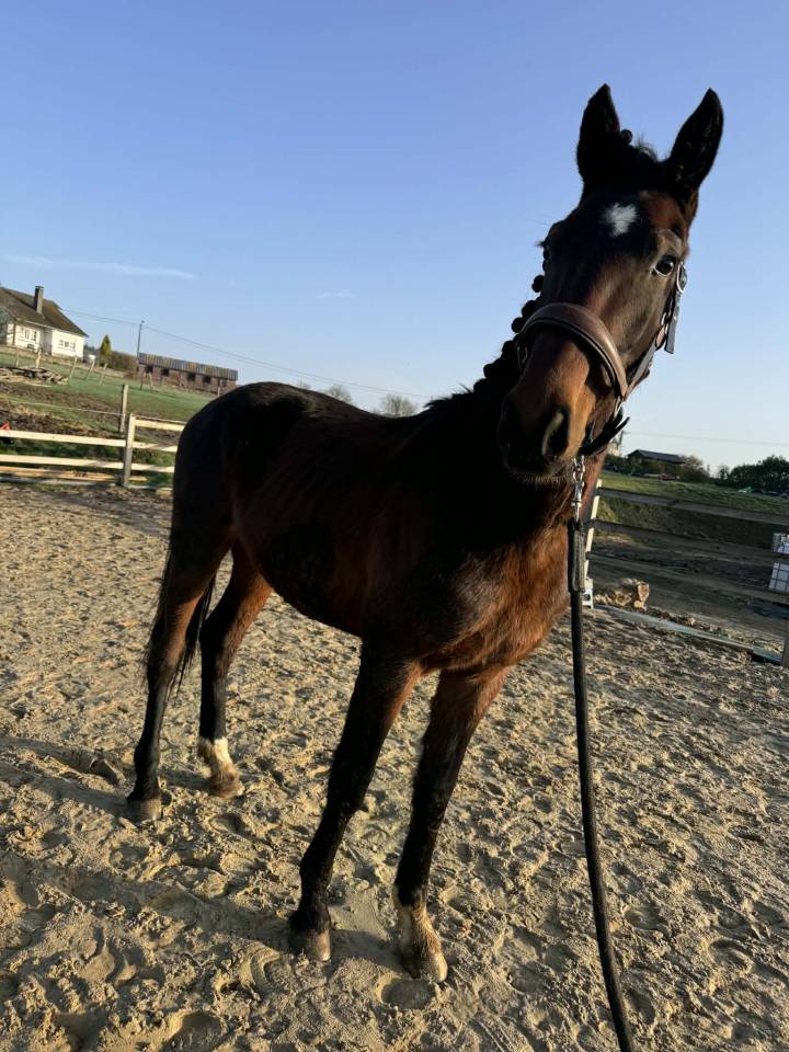 Intero KWPN Cavallo da Sport Neerlandese In vendita 2024 Baio scuro ,  Nevada J.S du Bosquet