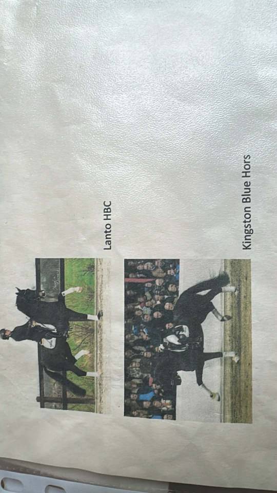 Intero KWPN Cavallo da Sport Neerlandese In vendita 2024 Baio scuro ,  Nevada J.S du Bosquet