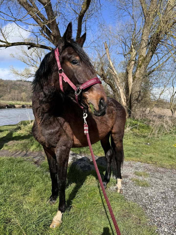 Intero KWPN Cavallo da Sport Neerlandese In vendita 2024 Baio scuro ,  Nevada J.S du Bosquet