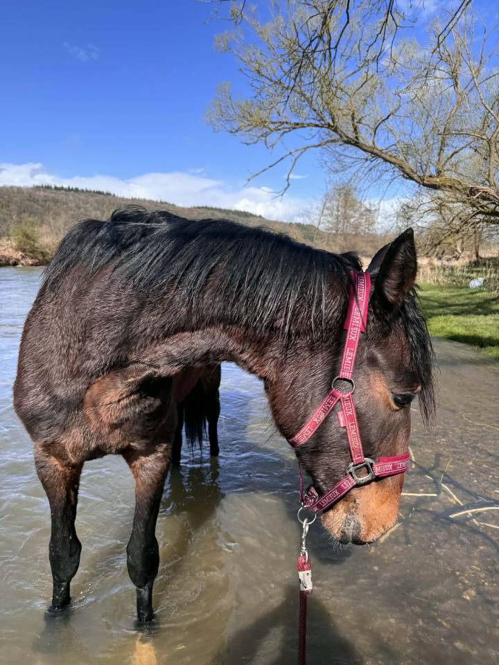 Intero KWPN Cavallo da Sport Neerlandese In vendita 2024 Baio scuro ,  Nevada J.S du Bosquet