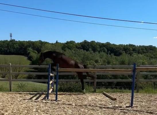 Intero KWPN Cavallo da Sport Neerlandese In vendita 2024 Baio scuro ,  Lanto Hbc