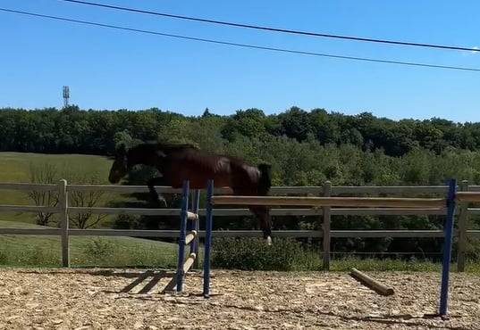 Intero KWPN Cavallo da Sport Neerlandese In vendita 2024 Baio scuro ,  Lanto Hbc