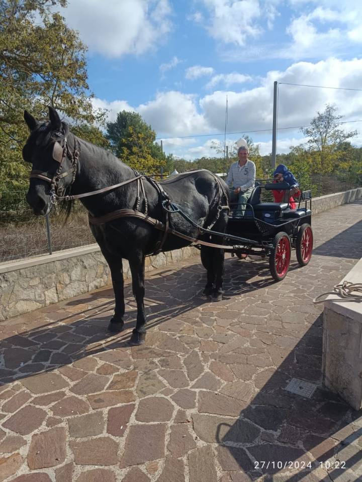 Femmina Murgese 14 anni addestrata a sella e attacchi 
