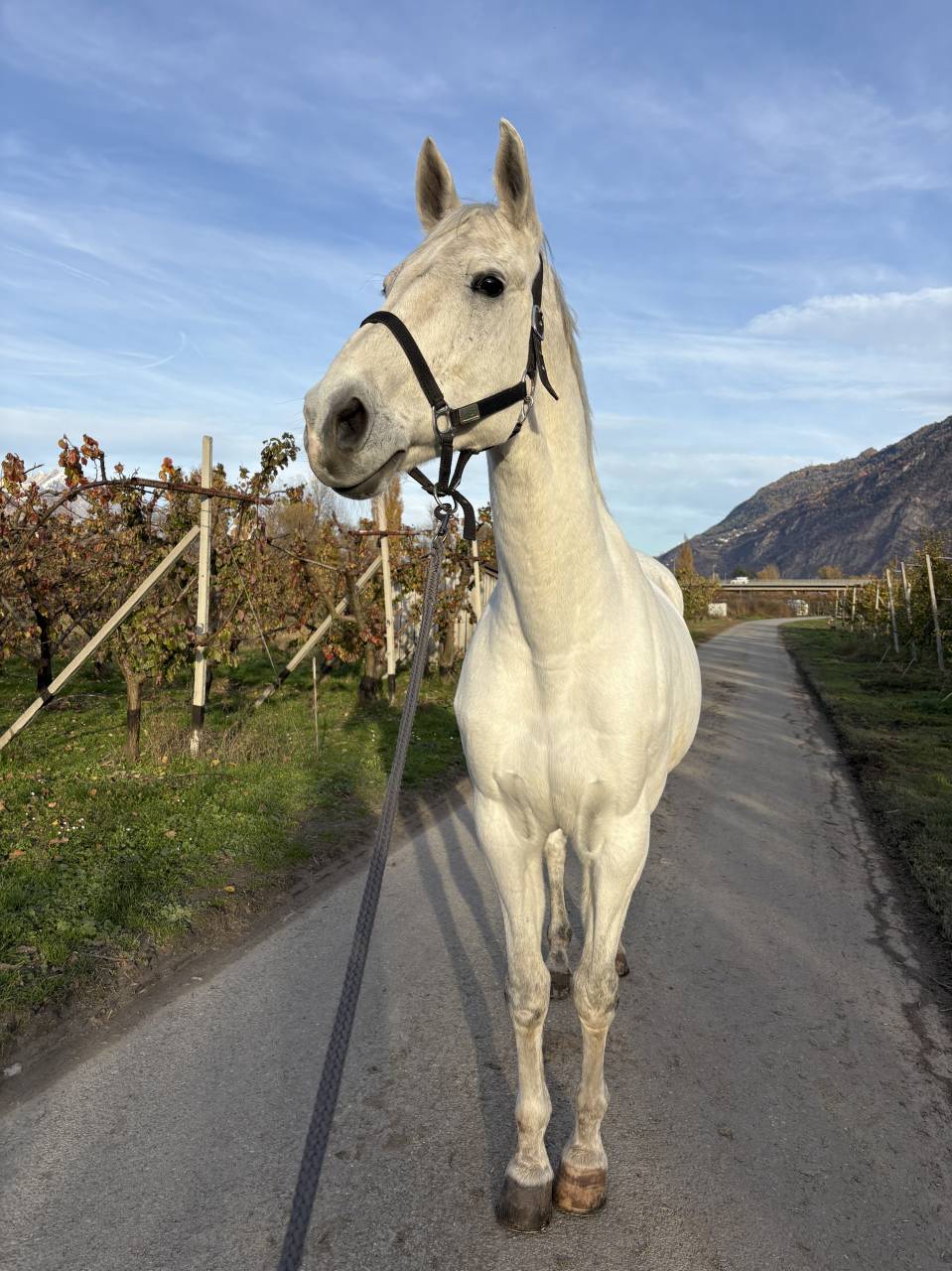 Castrone Cavallo da Sport Swizzero In vendita 2011 Bianco