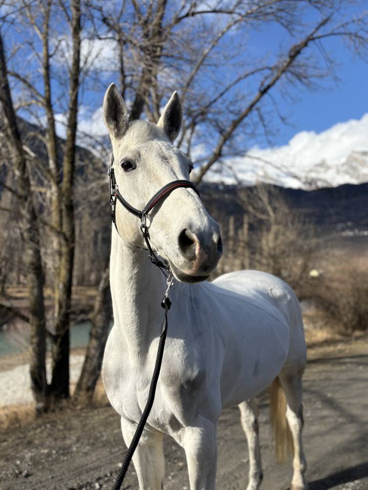 Castrone Cavallo da Sport Swizzero In vendita 2011 Bianco