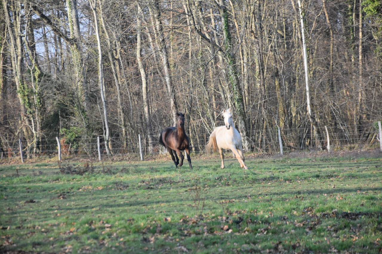Castrone Origine non conosciuta  In vendita 2024 Palomino ,  Dundi des Ocres
