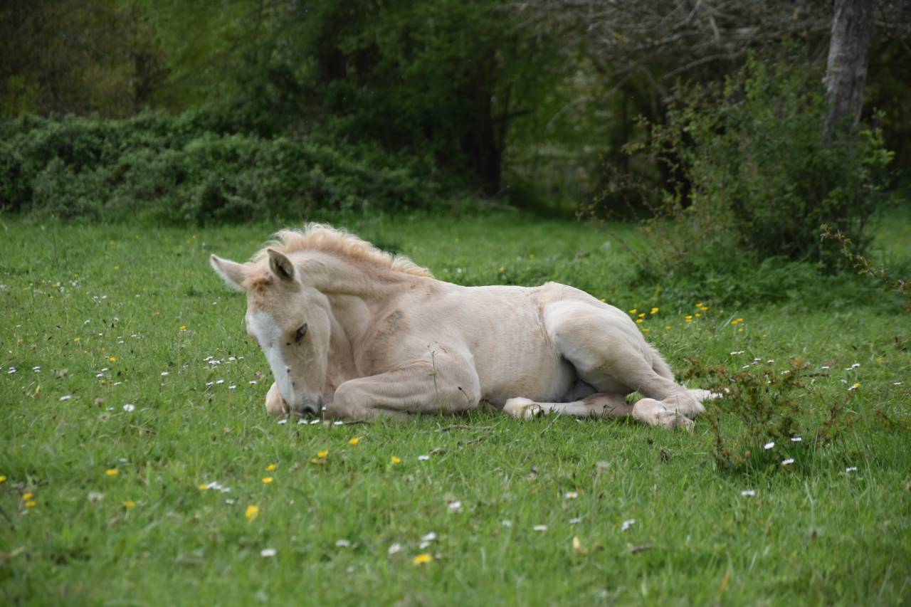 Castrone Origine non conosciuta  In vendita 2024 Palomino ,  Dundi des Ocres