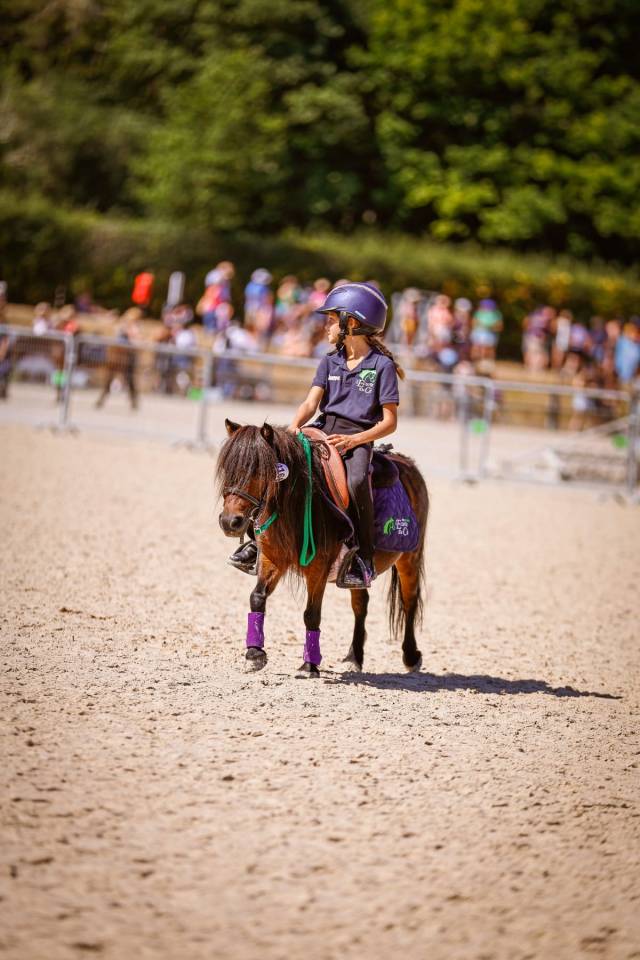 Cavalla Origine Non Constatata In vendita 2012 Baio