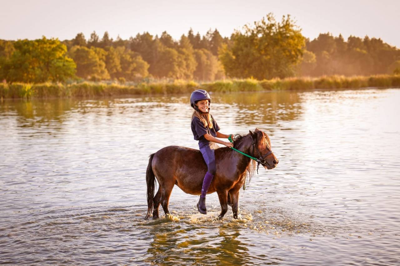 Cavalla Origine Non Constatata In vendita 2012 Baio