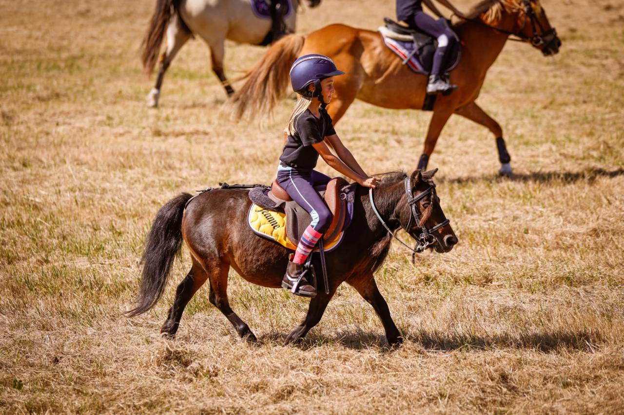 Cavalla Origine Non Constatata In vendita 2012 Baio